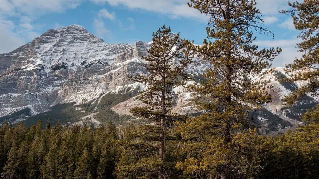 Snow-capped mountains and lush pine forest in a scenic outdoor setting.